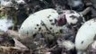 SWT Loch of the Lowes Ospreys 2010 - 1st Egg  Hatching - 20 May 2010 10.35am