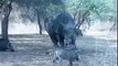 DAMN!! Rhino headbutts the sh#! out of this Warthog