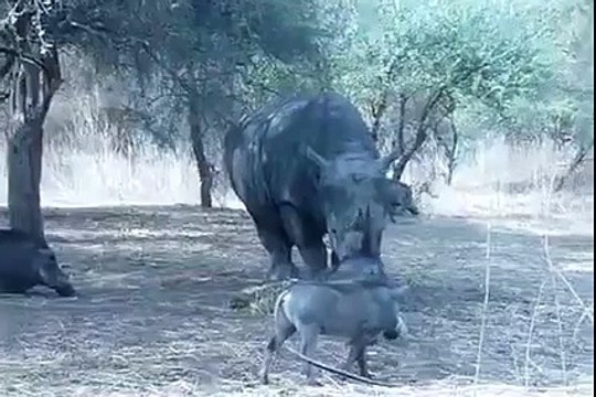 DAMN!! Rhino headbutts the sh#! out of this Warthog