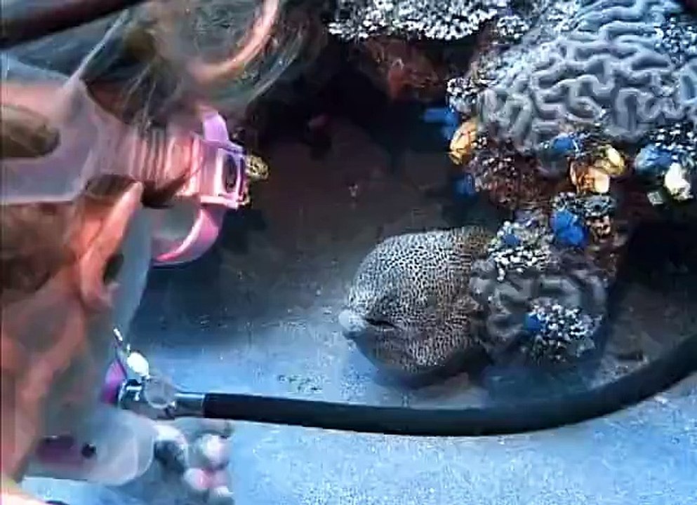 Moray Eel + lady. What happens next