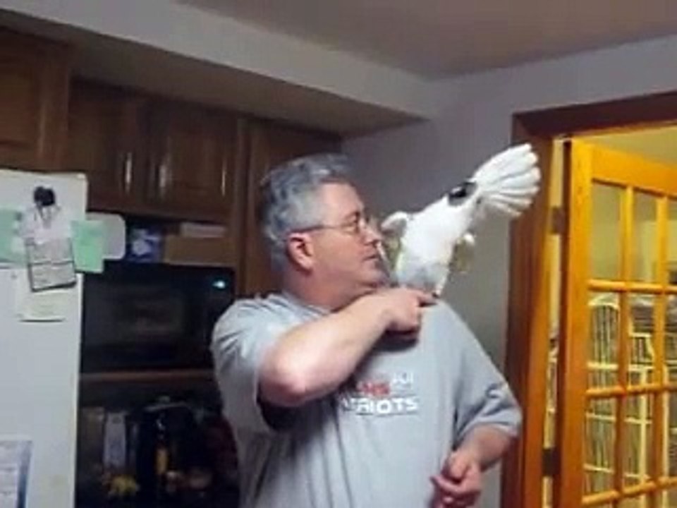 Shorter version of Baby the ultimate swearing Umbrella Cockatoo