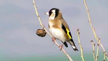 European Goldfinch تغريد حسون بري