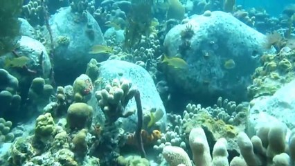 La Martinique ..........dans la mer des Caraibes.......... (HD)