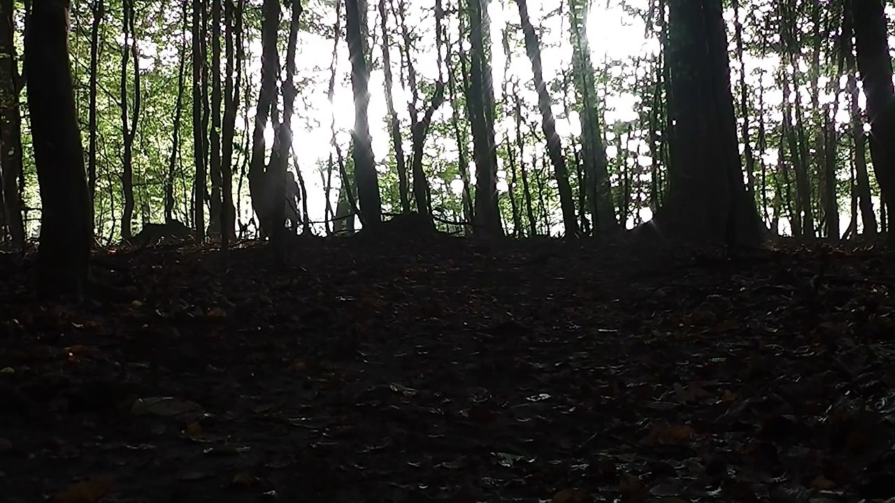 Hirsch tot! - Hirschjagd zum Brunftbeginn