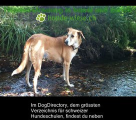 Hund aus tierheim