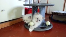 Giochiamo con l'acqua! Cuccioli di gatto siberiano ipoallergenici