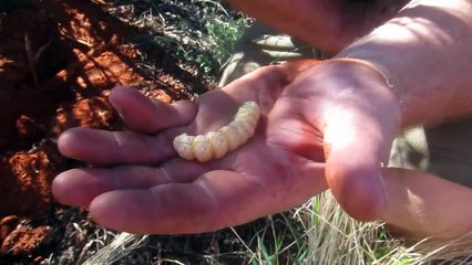 Eating a Witchetty Grub