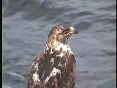 Galapagos Hawk Close-Ups, Ecuador