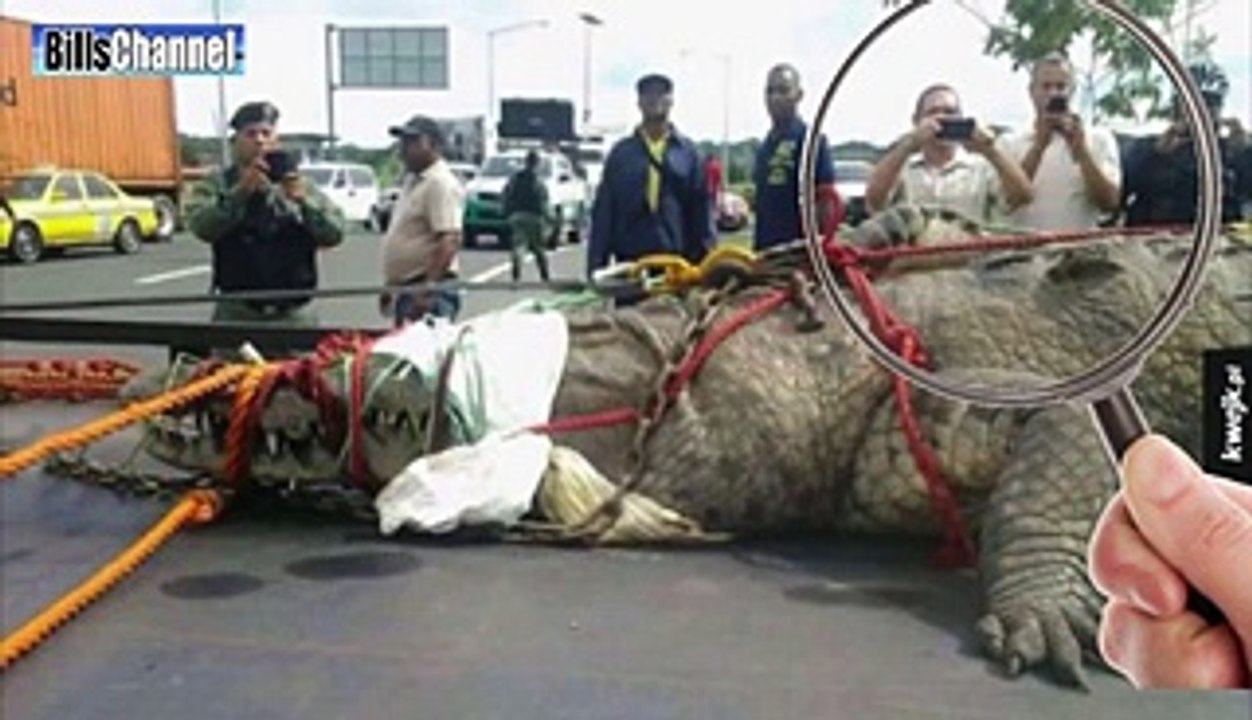 world’s largest crocodile Story