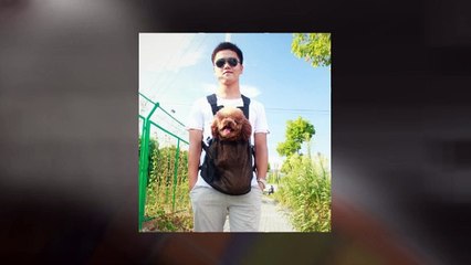 Backpacks To Carry Dogs