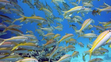 school of fishes - banc de poissons