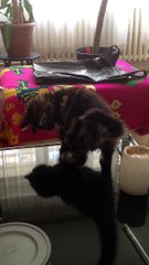 Petit chat rieur tombeur