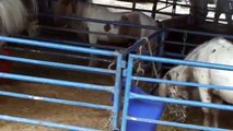 Ponis con problemas neurológicos: Circos Hermanos Gasca en CHILE