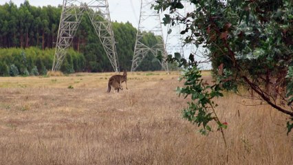 Le bébé kangourou de retour dans la poche