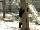Crazy Panda Plays in Snow:Climbing 熊猫雪后疯玩