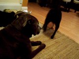 Boston Terrier bullys Pit bull