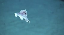Rencontre avec des créatures sous-marines dans les abysses de Porto Rico