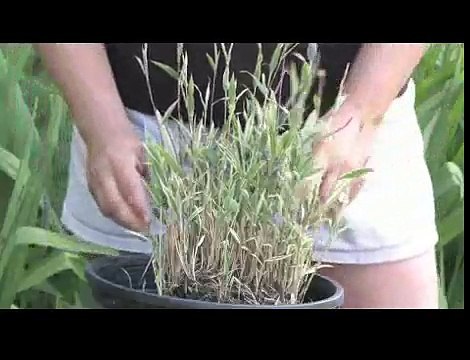 Gardening Tips : How to Care for Bamboo Plants