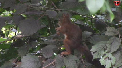 Squirrel on hazelnut tree
