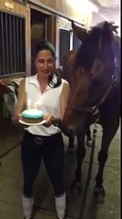 Un cheval souffle ses bougies d'anniversaire