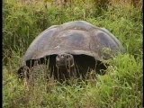 Giant Tortoises, Galapagos Islands