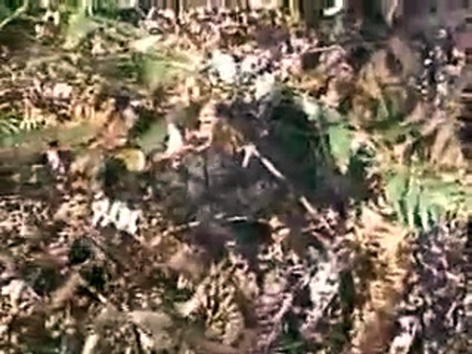 Couran cove island resort animals