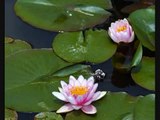 A Water Lily ~ jia peng fang