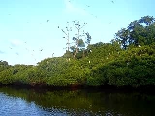 Isla de los Pajaros - Morrocoy