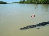 Crocodile jumping for pig