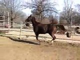 Quarter horse halter mare for sale,halter quarter horses