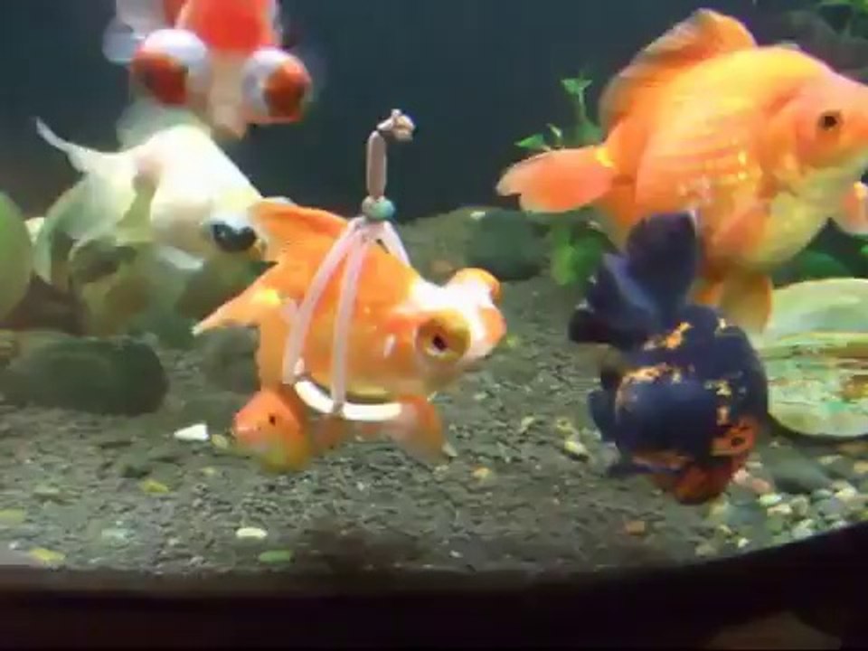 Un harnais flottant pour un poisson handicapé