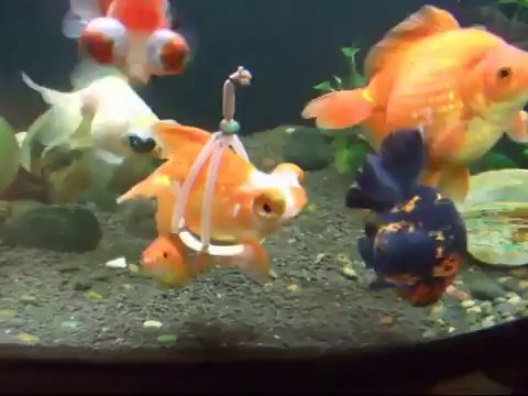 Un harnais flottant pour un poisson handicapé
