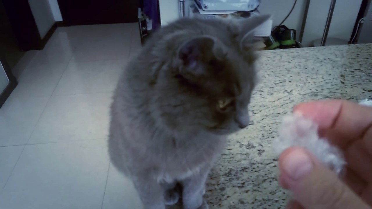 This Cat Hates The Sound Of Crinkling Plastic... Hilarious!