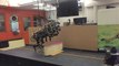 MIT Cheetah robot can jump over hurdles while running
