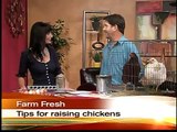 Benefits of raising backyard chickens