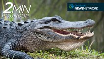 Santa Barbara oil spill, gators gone wild & the Corey Knowlton controversy