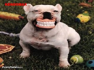 Daddy Yankee entrevista habla de WY loquendo (bromas)