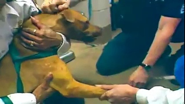 Hayvanları uyutmaya hayır.Lütfen PAYLAŞ!