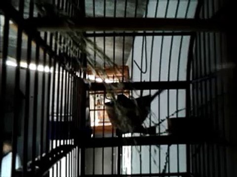 Coleiro Tui Tui Moriá Chamando a fêmea para o ninho