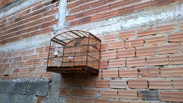 Trinca Ferro Boi Clássico 3 notas com Boi