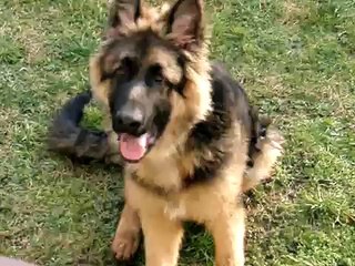 owczarek niemiecki 5 m-cy morgan