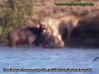 Büffel, Löwen und Krokodile