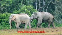 2 wild elephant bulls fighting