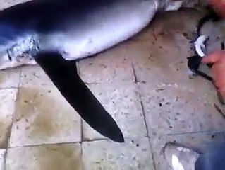 قرش بنزرت سبحان الله  يخرج الحي من الميت