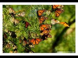 Mariposas Monarca, símbolo de unidad