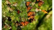 Mariposas Monarca, símbolo de unidad