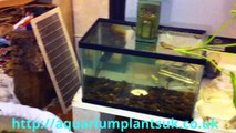 Aquarium Plants Uk Buy Fish Tank Brands  - Information