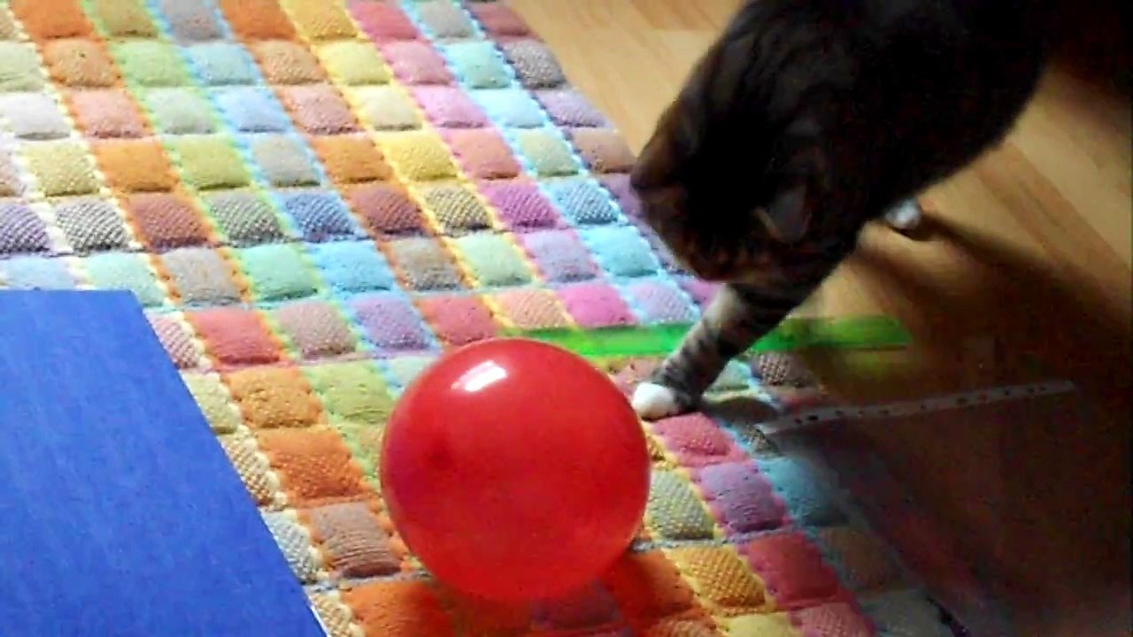 Katze und Luftballon