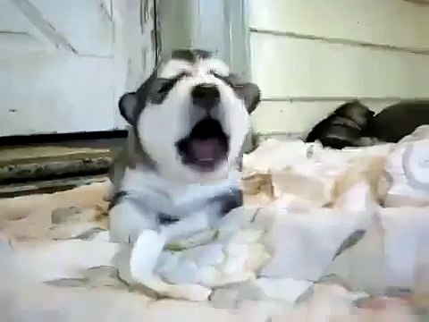 ROFLTV.RU Маленький щенок Хаски пытается выть