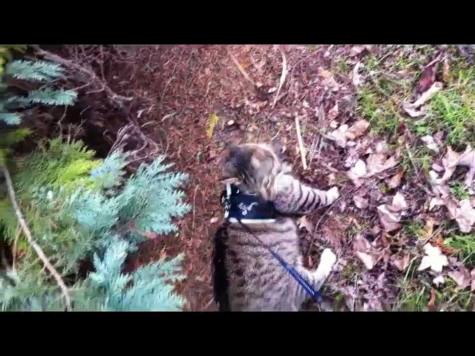 Hauskatze mit Feindkontakt :-)